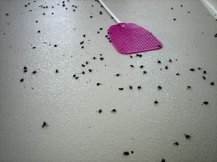 Photo20060602DeadFlies.jpg - 39972 Bytes